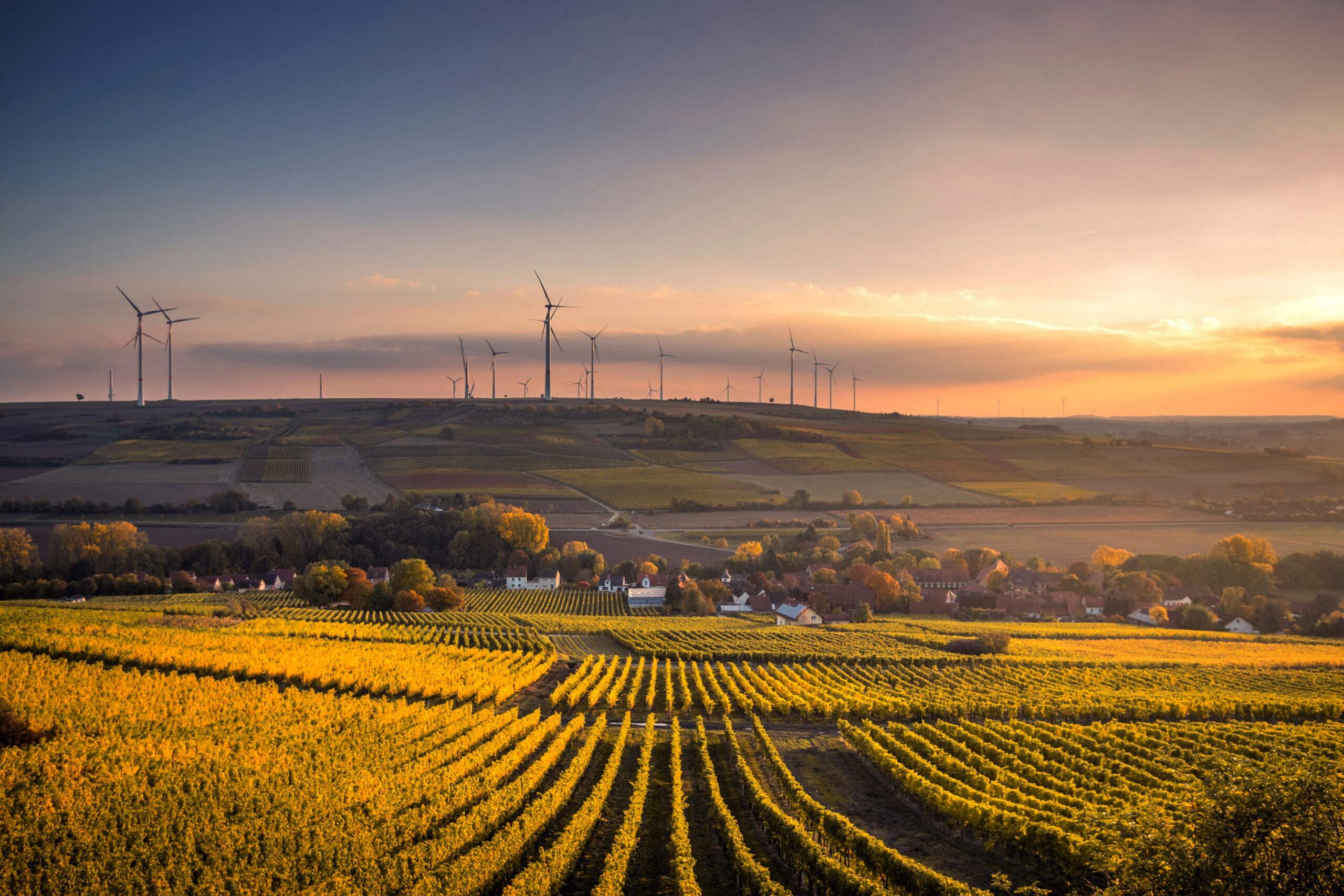 Picture looking to the horizon with row crops on a farm in the foreground and windmills in the distance.